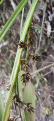 Carex polystachya