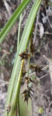 Carex polystachya