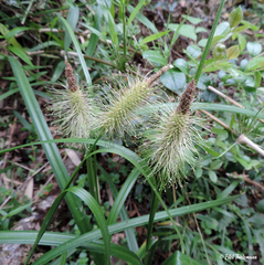 Carex erinacea