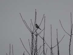 Emberiza schoeniclus