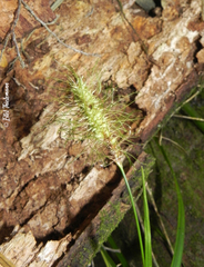 Carex erinacea