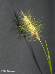 Carex erinacea