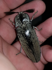 Tetralobus flabellicornis