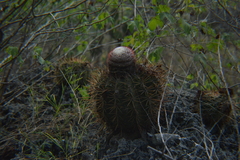 Melocactus macracanthos