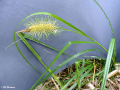 Carex erinacea