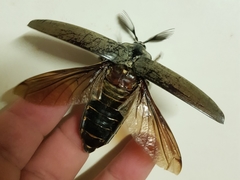 Tetralobus flabellicornis