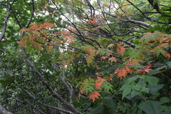 Sorbus commixta