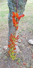 Erythrina