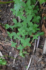 Galium kamtschaticum
