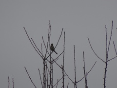 Emberiza schoeniclus