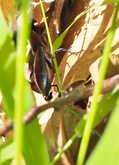 Melanactes