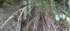 Carex polystachya