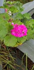 Pelargonium × hybridum