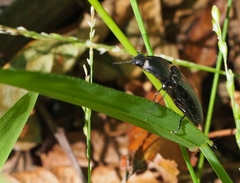 Melanactes