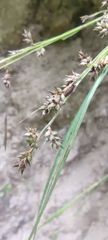 Carex polystachya