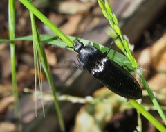 Melanactes