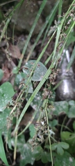 Carex polystachya