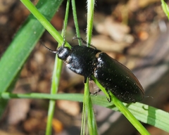 Melanactes