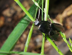 Melanactes