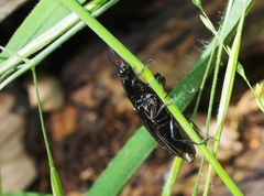 Melanactes