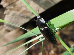 Melanactes