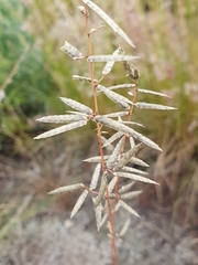Eragrostis nindensis