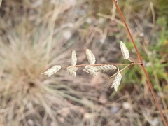 Eragrostis nindensis