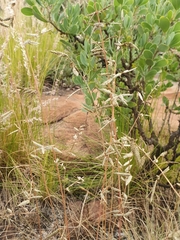 Eragrostis nindensis