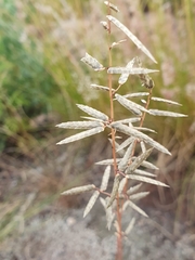 Eragrostis nindensis