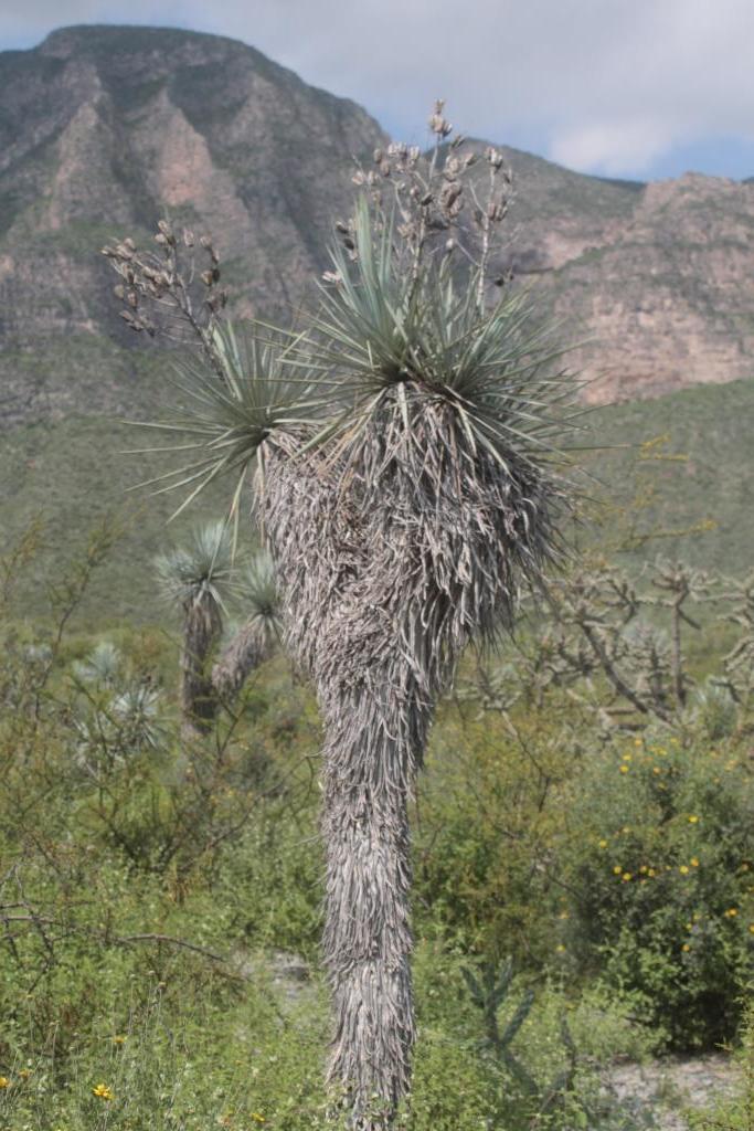 rigid blue yucca