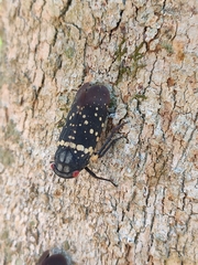 Acraephia perspicillata