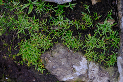 Plagiobothrys scouleri