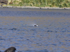 Leucocarbo georgianus