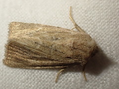 Photedes fluxa