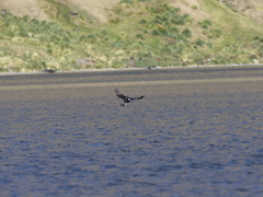 Leucocarbo georgianus