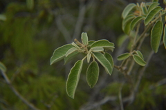 Croton conduplicatus
