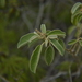 Croton conduplicatus - Photo (c) Ali and Brice, some rights reserved (CC BY-NC), uploaded by Ali and Brice