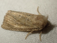 Photedes fluxa