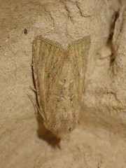 Photedes fluxa