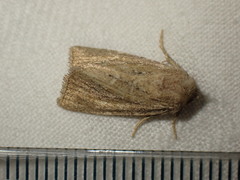 Photedes fluxa