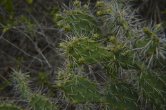 Opuntia caracassana
