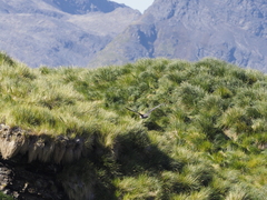 Poa flabellata