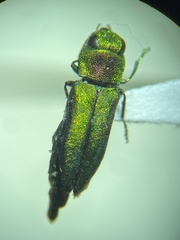 Anthaxia dichroa