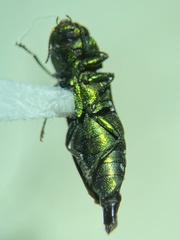 Anthaxia dichroa