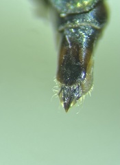 Anthaxia dichroa