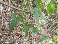 Dioscorea auriculata
