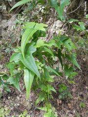 Dioscorea auriculata