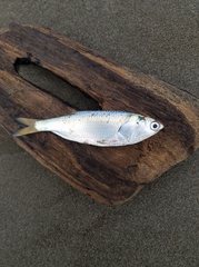 Pacific Anchoveta photo 1