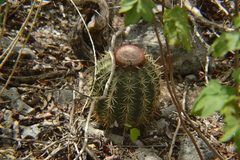 Melocactus macracanthos