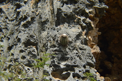 Melocactus macracanthos